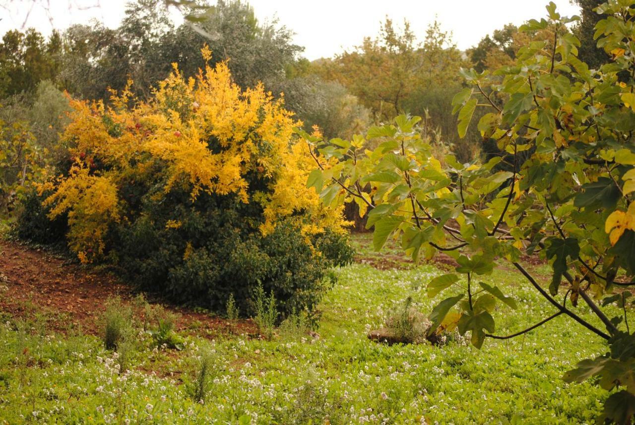 Il Giardino Di Viola Bed and Breakfast Ceglie Messapica Εξωτερικό φωτογραφία